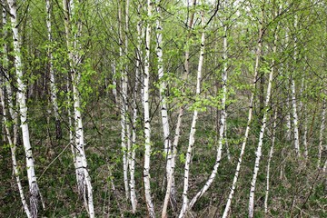  Young birches in early spring begin to release the leaves. Beautiful birch catkins dangle from delicate branches. Not a big birch grove of young trees.