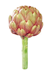 Obraz premium Artischocke