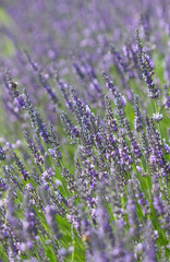 Blooming lavender in summer