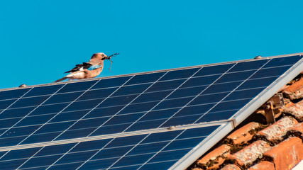 Jay with nesting material on a roof with solar panels