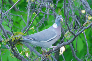 pigeon sitting on a tree