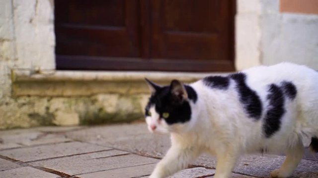Image of a suspicious stray cat walking at sidewalk, Croatia.