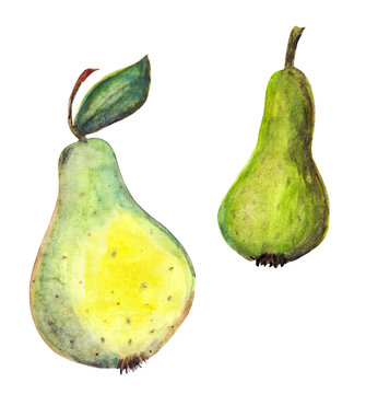 Two green and yellow pears. Hand drawn watercolor illustration isolated on white background.