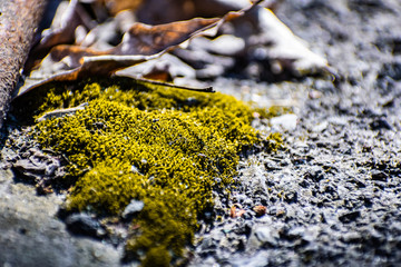 Usually small yellow and green moss growing in early spring from moisture, on a wet asphalt or concrete.