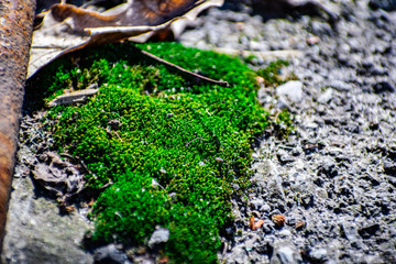 Usually small yellow and green moss growing in early spring from moisture, on a wet asphalt or concrete.