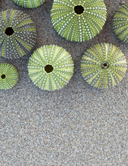 wet sand background with colorful sea urchins, space for your text