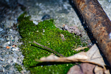 Fototapeta premium Usually small yellow and green moss growing in early spring from moisture, on a wet asphalt or concrete.