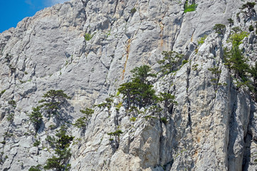 trees growing on top of rock