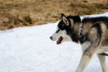 .Sobaka khaski hrayetʹsya v snihu v horakh karpatakh. Relaks i kayf.61/5000.Husky dog is played in the snow in the Carpathian mountains. Relax and buzz