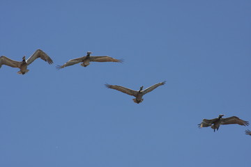 Seagulls
