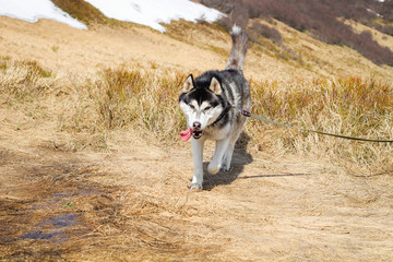 Husky dog walks in the Carpathian Mountains. Black and white dog. Mountains, forest, grass, river
