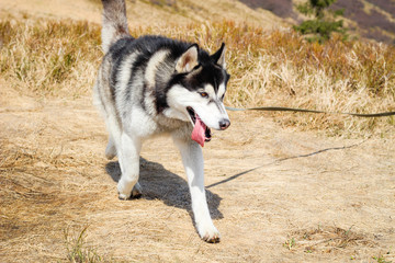 Naklejka na ściany i meble Husky dog walks in the Carpathian Mountains. Black and white dog. Mountains, forest, grass, river
