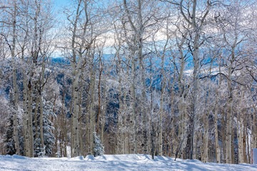 Frosted Pine and Aspen trees line the ski slopes of Steamboat Springs, in the Rocky Mountains of Colorado. 