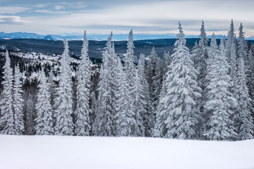 Frosted Pine and Aspen trees line the ski slopes of Steamboat Springs, in the Rocky Mountains of...