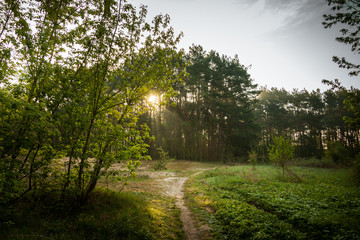 Fototapeta na wymiar Ścieżka przez las 