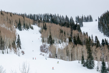 Obraz na płótnie Canvas Skiers (people) skiing the snowy winter slopes at the Steamboat Springs Ski Resort, on Mount Werner, lined by Pine trees and Aspen trees, in the Rocky Mountains of Colorado
