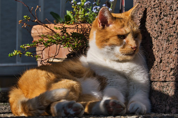 katze in gedanken versunken