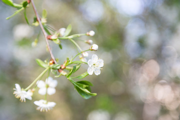 Cherry blossom in spring for background