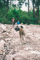 The dog walks with the owner in the park.