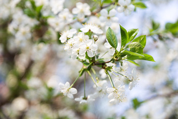 Cherry blossom in spring for background