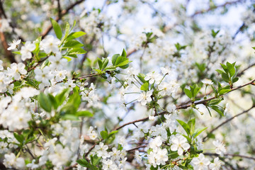 Cherry blossom in spring for background