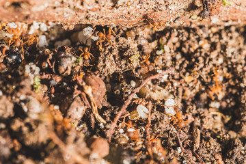 Ants at work
