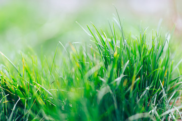 Abstract fresh natural background of green grass and beauty blurred bokeh. Selective focus close up for abstract blurred in shot. spring time