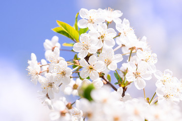 Obraz premium Cherry blossoms tree background