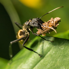 Ant on leaf
