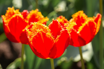 Red tulips in the garden