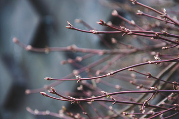 branch of a tree