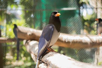 Bird mouth, orange, Phuket Thailand