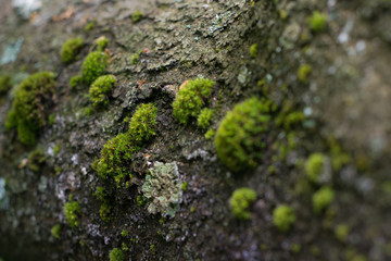 Bark of tree covered with green moss