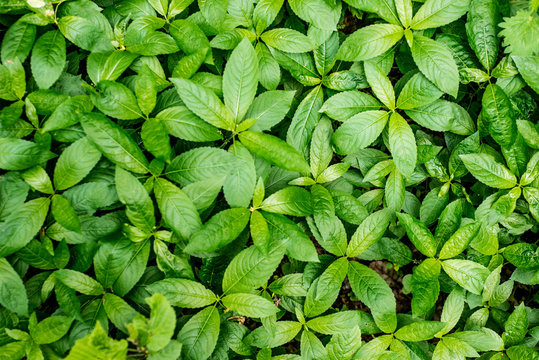 Green foliage mercurialis perennis, background