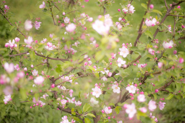 Beautiful blossoming tree in spring 