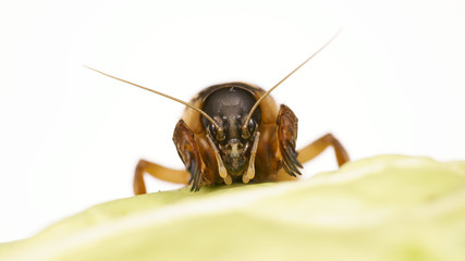Macro shot of Gryllotalpidae eating cabbage. This is an excellent bait for fish. Pest for cultivated plants