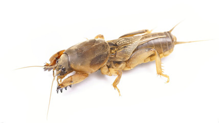 Gryllotalpidae is a pest for root plants. Fishing bait. Bait for carp and catfish