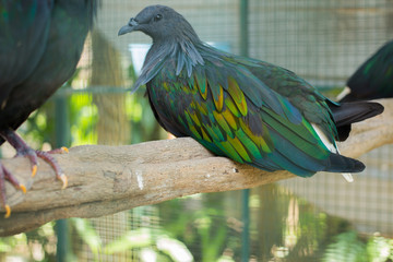 Dove Yellow pigeon Columbidae, Phuket Province Thailand