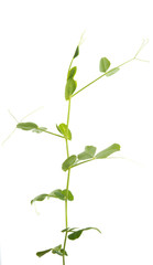 pea sprout isolated