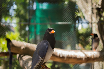 Bird mouth, orange, Phuket Thailand