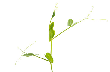 pea sprout isolated
