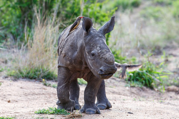 Naklejka premium Baby white rhinoceroswalking with red-billed oxpecker in Sabi Sands Game Reserve in the Greater Kruger Region in South Africa
