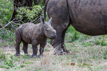 Fototapeta premium Baby and mother white rhinoceros in Sabi Sands Game Reserve in the Greater Kruger Region in South Africa