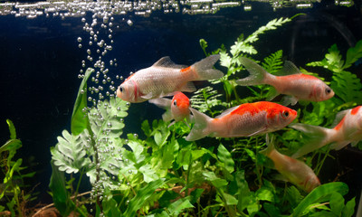 Koi fish Gold background of aquatic plants