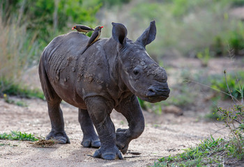 Obraz premium Baby white rhinoceroswalking with red-billed oxpecker in Sabi Sands Game Reserve in the Greater Kruger Region in South Africa