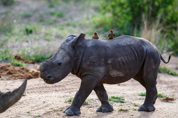 Baby white rhinoceroswalking with red-billed oxpecker in Sabi Sands Game Reserve in the Greater Kruger Region in South Africa