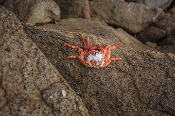 Dead crabs of the Andaman Sea at the evening, Paradise beach,Phuket Thailand Tropical countries At the top of the island.