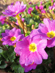 Purple flowers in the garden, floral background