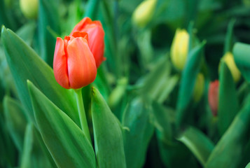 Red tulip and green leaves in the field