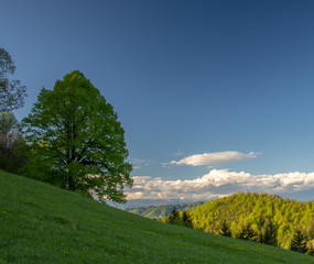 Landscape in Spring time with sky and forest. With beautiful green fresh leaves on the trees. There are area with shadows and in the distance of the photo are areas with sun. 